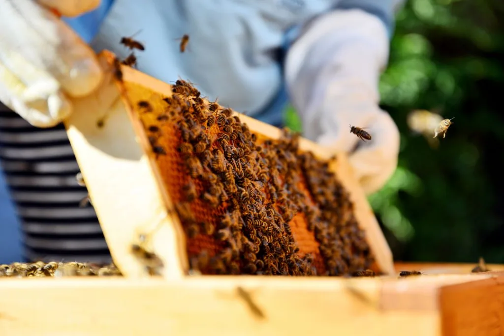 How to Sell a Beekeeping Business 2 Sell a Beekeeping Business